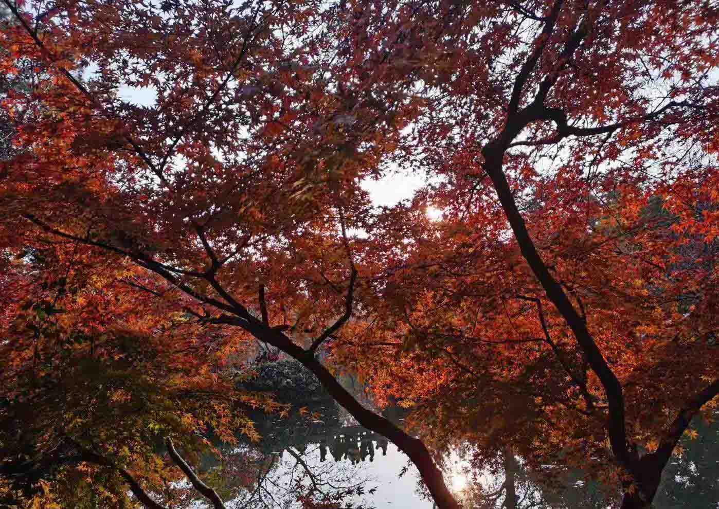 天平山红枫